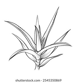 black and white hand drawing of a scarlet plant vector