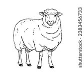 a black and white hand drawing Sheep, with a white background