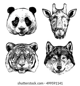 Black and white hand drawn animals portraits of panda giraffe tiger and wolf isolated vector illustration