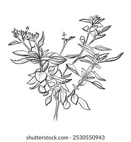 preto e branco mão desenhado manjericão plantas vetor