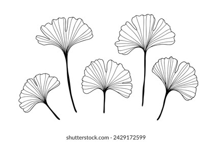 Black and white hand drawn botanical illustration with ginkgo biloba leaves. Outline of ginkgo biloba leaves on a white background.