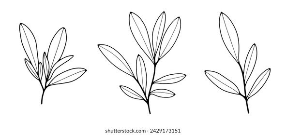 Black and white hand drawn botanical illustration with olive tree branches. Contour of olive branches on a white background.