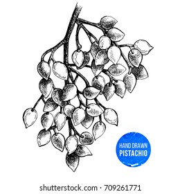 Black and white hand drawn branch of pistachio tree. Vector illustration