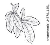 black and white hand drawn branches with leaves of a chestnut tree vector