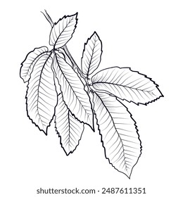 black and white hand drawn branches with leaves of a chestnut tree vector