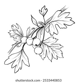 Ramas dibujadas a mano en blanco y negro con Vector de bayas de espino