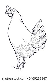 black and white hand drawn chicken vector