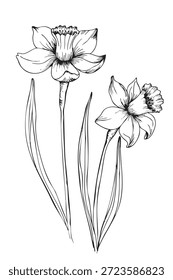 Black and white hand drawn daffodil flowers illustration. Botanical spring narcissus with long leaves, elegant ink line art, vintage floral sketch for decor, wedding, branding and stationery.