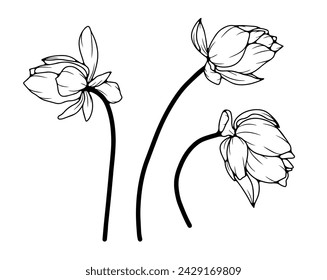 Black and white hand drawn floral illustration with lotus flowers. Outline of lotus flowers on a white background.