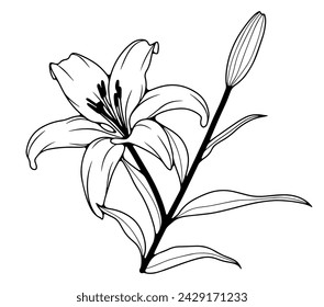 Black and white hand drawn floral illustration with lily flower and bud. Lily flower outline on a white background.