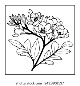 Schwarz-Weiß handgezeichnete florale Illustration mit Freesia Blumen. Freesia-Umriss auf weißem Hintergrund