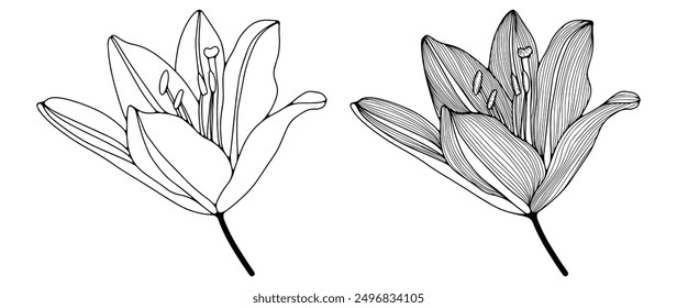 Black and white hand drawn floral design. Outline of flowers on a white background.