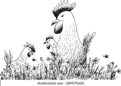 Black and white hand drawn Illustration. 
Vector image roosters on the farm. 
Natural life style. Transparent background.
