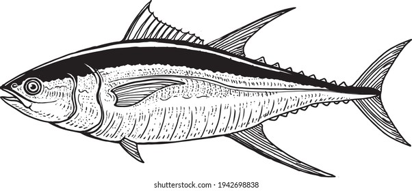 black and white hand drawn illustration of yellowfin tuna (Thunnus albacares) isolated on white. Hand made, vector