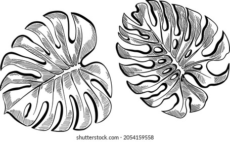 Black and white hand drawn illustration of  monstera