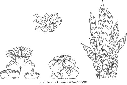 Black And White Hand Drawn Illustration Of Plants Elements. Lithops Fulleri And Optica Rubia Vector. Mother In Law's Tongue Plant Vector.