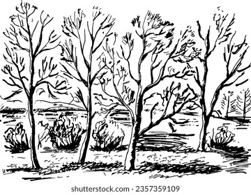 Black and white hand drawn illustration with trees. Park landscape