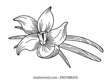 Black and white hand drawn illustration of vanilla flower with vanilla pods. Cooking and aromaterapy ingredient. Vector illustration isolated on white background