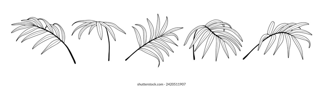 Black and white hand drawn illustration with palm branches from different angles. Black outline of palm branches on a white background.