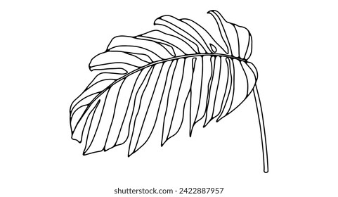 Black and white hand drawn illustration of a large monstera leaf. Monstera outline on a white background