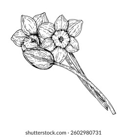 Black and white hand drawn illustration of a spring bouquet with blooming daffodils and a bud. Ideal for greeting cards, packaging, floral projects, Easter and Women s Day themes