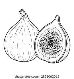 Black and white hand drawn illustration of whole fig and cut half with botanical illustration vegetarian ingredient culinary nutrition monochrome isolated vitamins antioxidants healthyfood