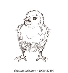 Black and white hand drawn little chick. Funny yellow bird. Easter symbol. Doodle illustration