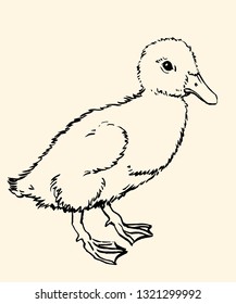 Black and white hand drawn little duckling. Vector doodle illustration.