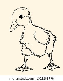 Black and white hand drawn little duckling. Vector doodle illustration.