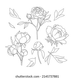 Black and white hand drawn peony flowers. Vector outline floral set.