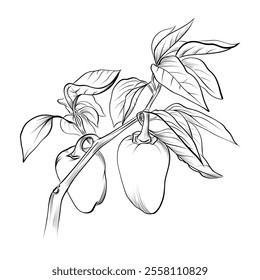black and white hand drawn pepper vector illustration