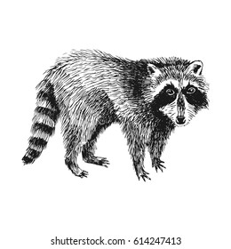 Black and white hand drawn raccoon. Vector illustration in vintage style