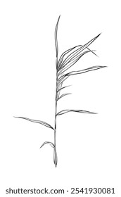 black and white hand drawn scirpus vector