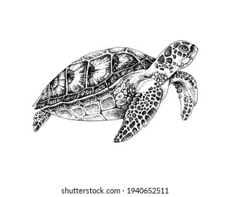 Black and white hand drawn sea turtle. Vector illustration