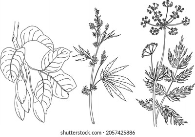 Conjunto de una planta dibujado a mano en blanco y negro