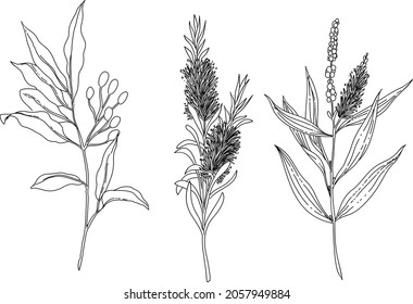 Black and white hand drawn set of a plant element. Litsea Cubea vector. Melaleuca Aternifolia vector. Melaleuca Leucadendron vector.