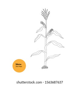 Black and white hand drawn simple illustration of Zea mays plant, Maize, with stem, leaves, ears, tassel, roots. Line drawing. Forage and food use.