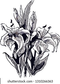 black and white hand drawn sketch of two lilies
