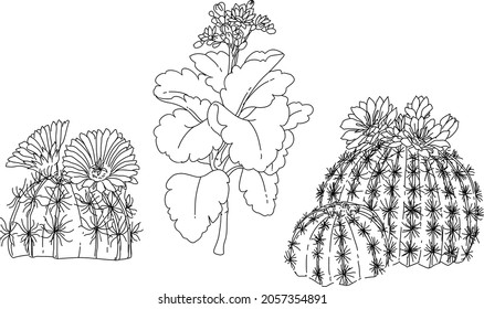 Black and white hand drawn sketch of a cactus plant element