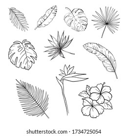 Black and white hand drawn tropical leaves and flowers set isolated vector illustration