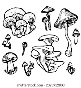 Black and white hand drawn vector set of mushrooms isolated on white background. Collection sketch pictures, line graphics
