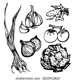 
Black and white hand drawn vector set of vegetables isolated on white background. Healthy food collection sketch pictures, line graphics
