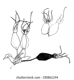 black and white hand drawn vector illustration of brier fruits isolated