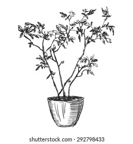 Black and white hand drawn young rose in pot. Isolated on a white background