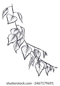 ramas de abedul dibujadas a mano en blanco y negro Vector