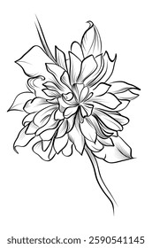 black and white hand-drawn clematis flower vector illustration