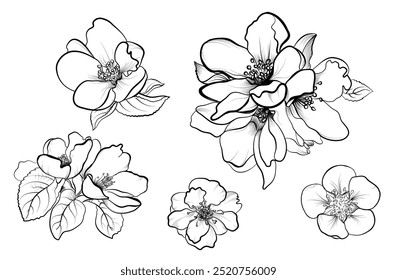 black and white hand-drawn drawing of apple tree flowers vector illustration
