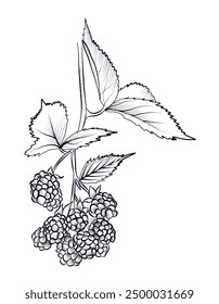 black and white hand-drawn drawing of blackberry berries with leaves on a branch vector