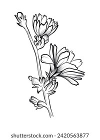 black and white hand-drawn drawing of a chicory flower vector