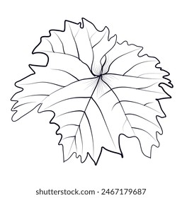 dibujo a mano en blanco y negro de un Vector de hoja de uva